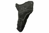 Partial Fossil Megalodon Tooth - Serrated Edge #374267-1